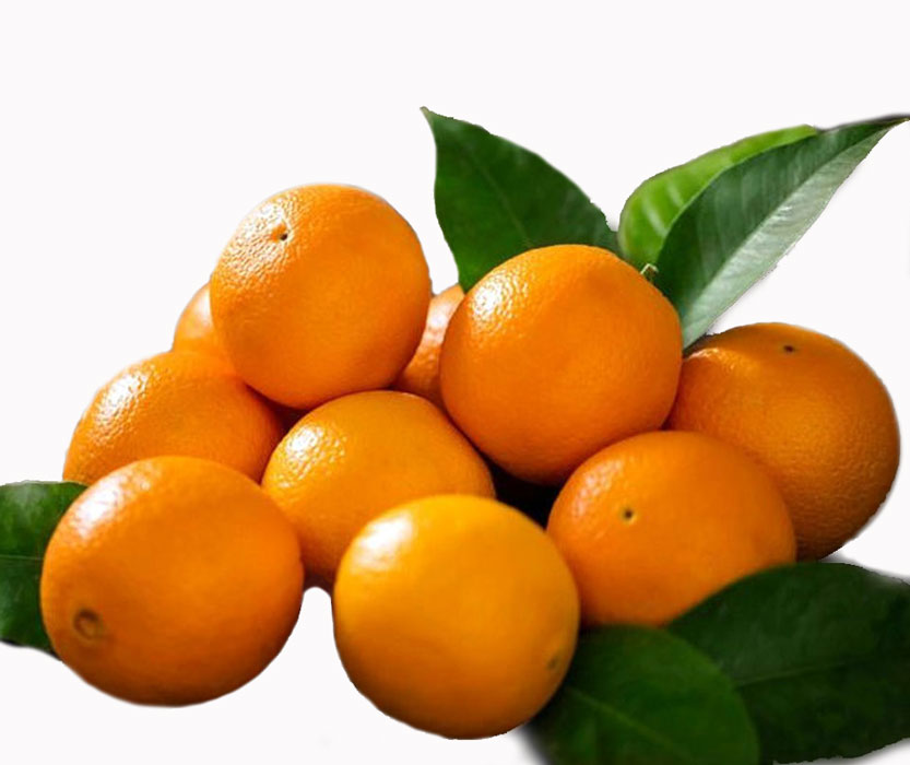 نهال پرتقال کربلایی